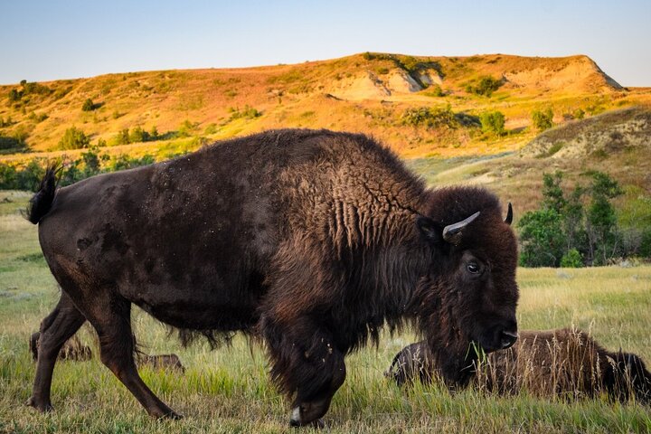 Theodore Roosevelt National Park Self-Guided Audio Tour
