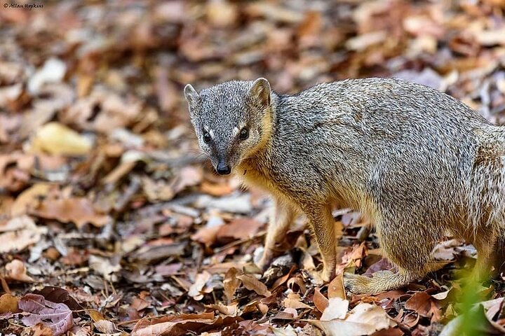 Morondava: Tour to Kirindy Forest and Baobab Avenue