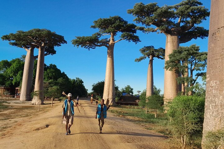 Morondava: Tour to Kirindy Forest and Baobab Avenue
