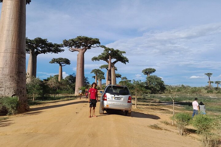 Morondava: Tour to Kirindy Forest and Baobab Avenue
