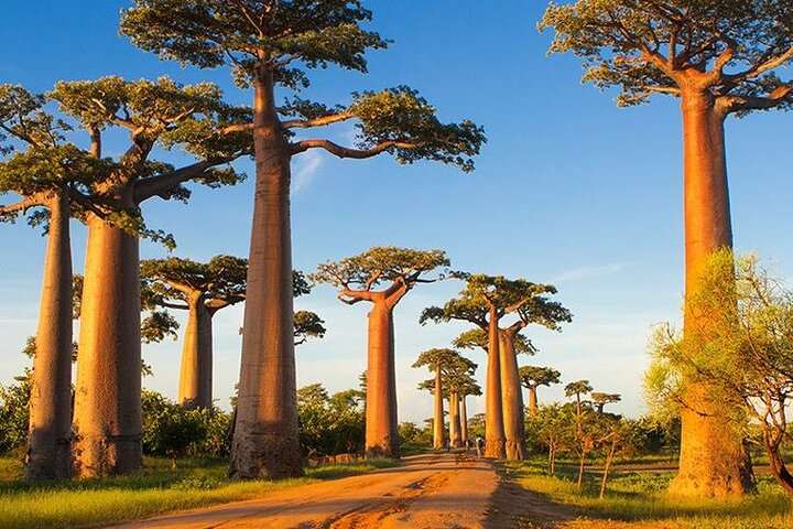 Morondava: Tour to Kirindy Forest and Baobab Avenue