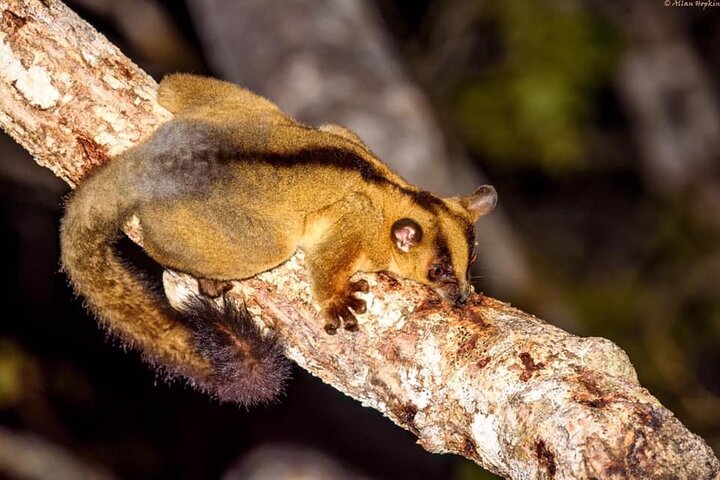 Morondava Tour : 3-day to Tsingy of Bemaraha & Baobab avenue