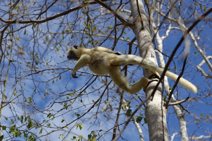 Morondava: Tour to Kirindy Forest and Baobab Avenue