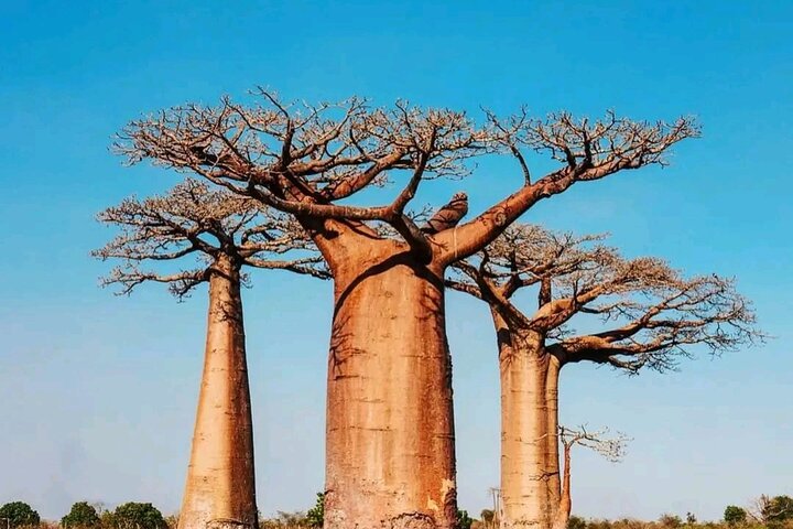 Morondava Tour : 3-day to Tsingy of Bemaraha & Baobab avenue