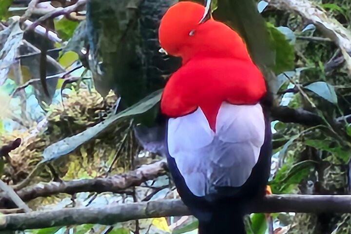 Mindo Cloud Forest Birdwatching & Photography - Private Day Tour