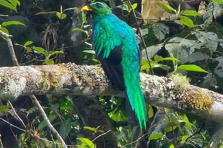 Mindo Cloud Forest Birdwatching & Photography - Private Day Tour