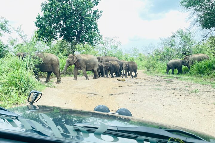 Minneriya National Park Safari Private Jeep with Hotel Pickup