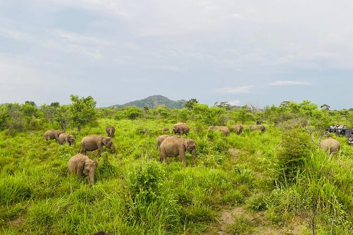 Minneriya National Park Safari Private Jeep with Hotel Pickup