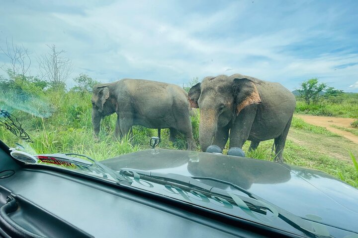 Minneriya National Park Safari Private Jeep with Hotel Pickup