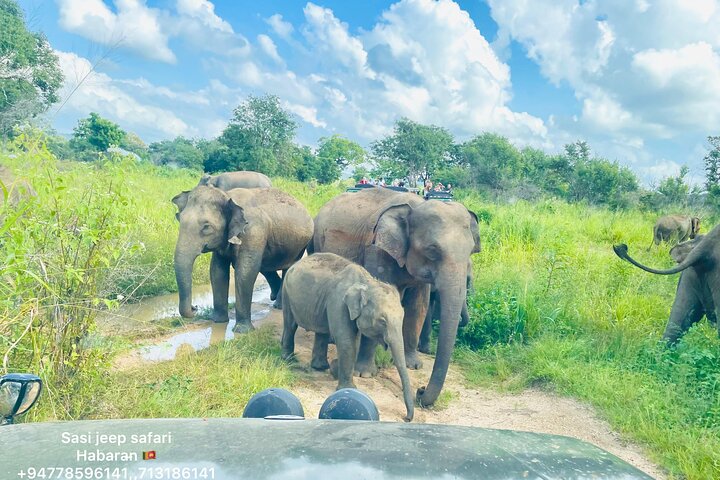 Minneriya National Park Safari Private Jeep with Hotel Pickup