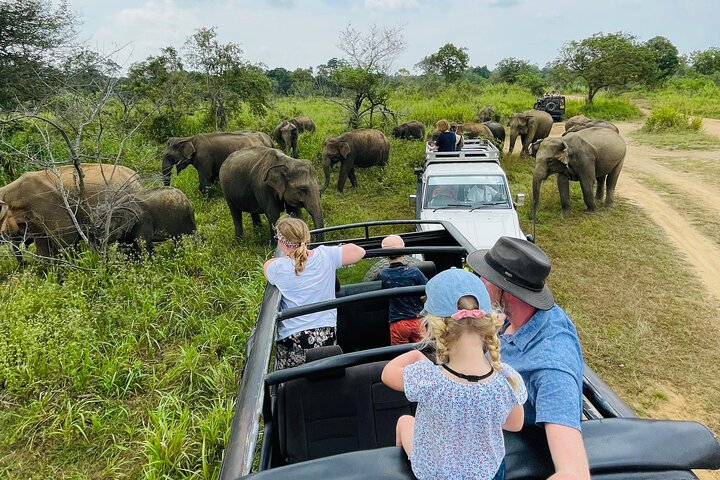 Minneriya National Park Safari Private Jeep with Hotel Pickup