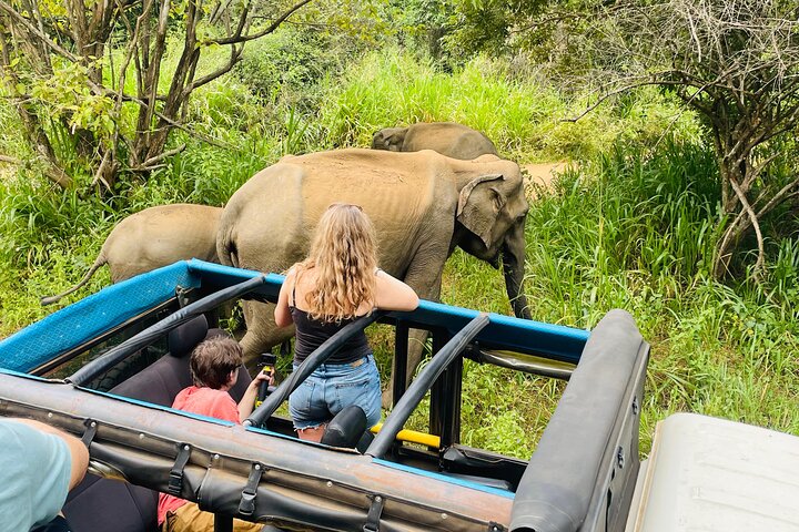 Minneriya National Park Safari Private Jeep with Hotel Pickup