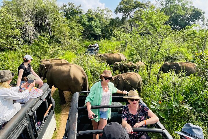 Minneriya National Park Safari Private Jeep with Hotel Pickup