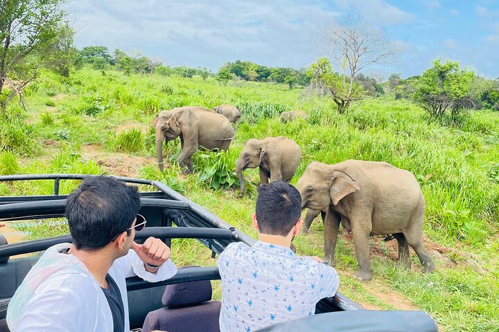 Minneriya National Park Safari Private Jeep with Hotel Pickup