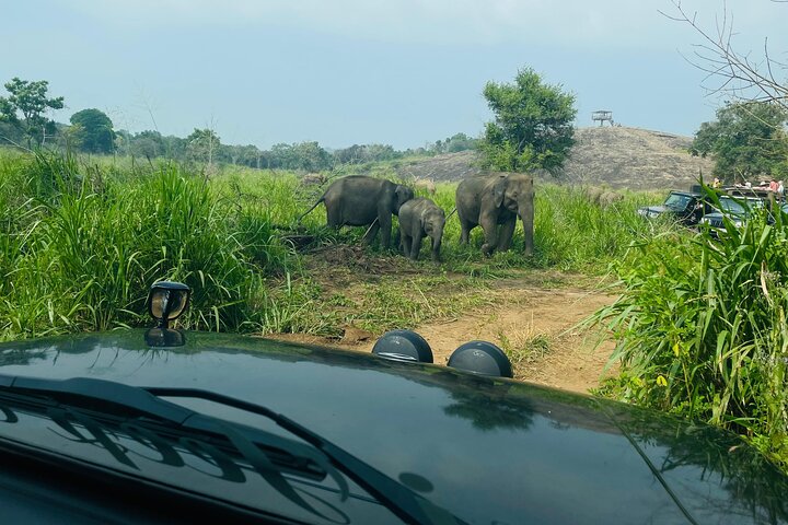 Minneriya National Park Safari Private Jeep with Hotel Pickup