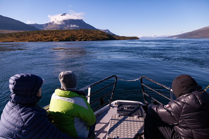 Tromsø: Arctic Fjord Cruise & Fishing Experience