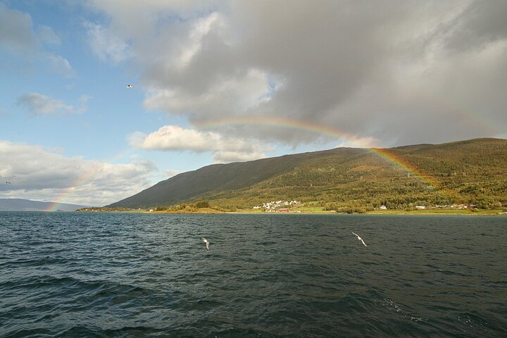 Tromsø: Arctic Fjord Cruise & Fishing Experience
