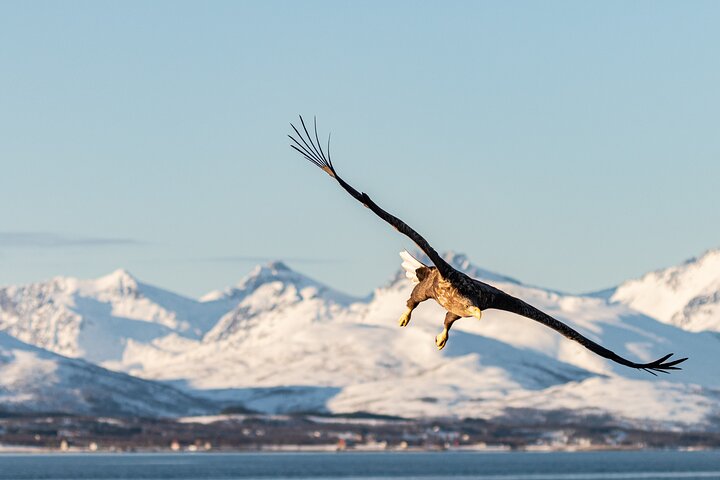 Tromsø: Arctic Fjord Cruise & Fishing Experience