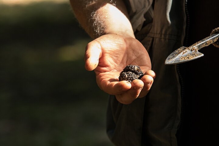 Truffle Hunting and Cheese, Truffle & Wine Tasting near Alba