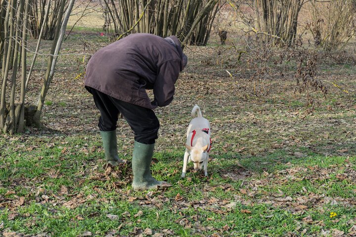 Truffle Hunting and Cheese, Truffle & Wine Tasting near Alba