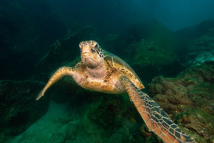 Diving tour in Isla del Caño for certified divers
