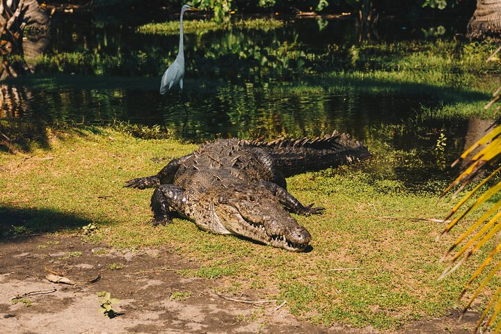 Turtle Release Escobilla Sanctuary and crocs in Ventanilla.