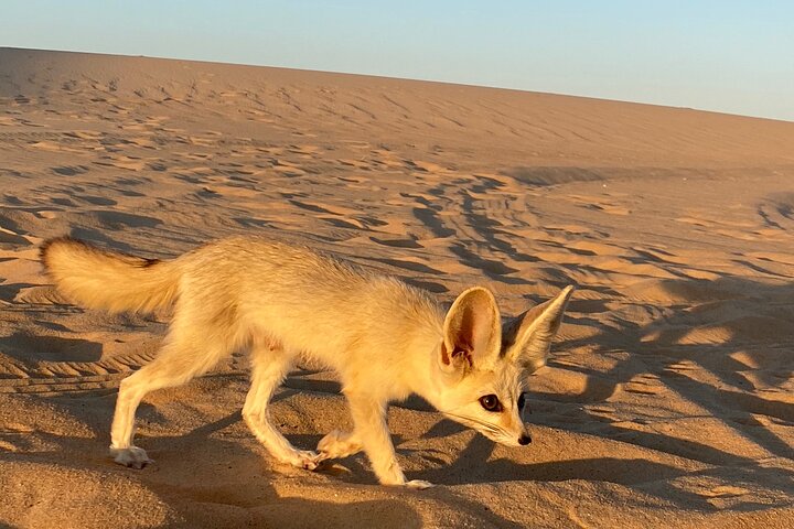Siwa Oasis Tour All inclusive 3 Days Experience from Cairo&Giza