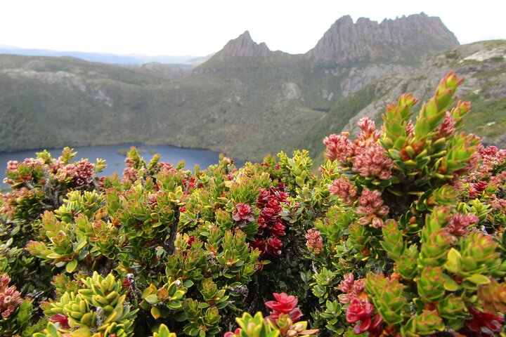Launceston: Cradle Mountain Adventure - Active Day Tour
