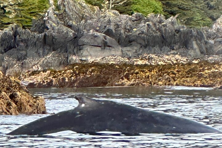 Small Group Boat Tour of Sitka