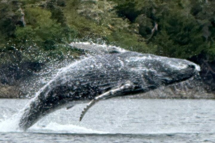 Small Group Boat Tour of Sitka