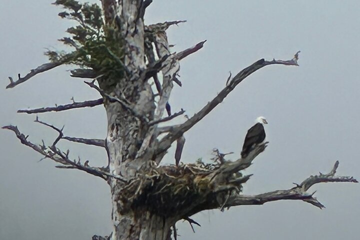 Small Group Boat Tour of Sitka