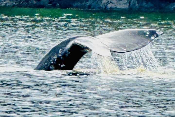 Small Group Boat Tour of Sitka