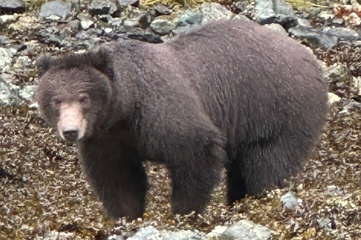 Small Group Boat Tour of Sitka