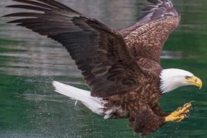 Small Group Boat Tour of Sitka