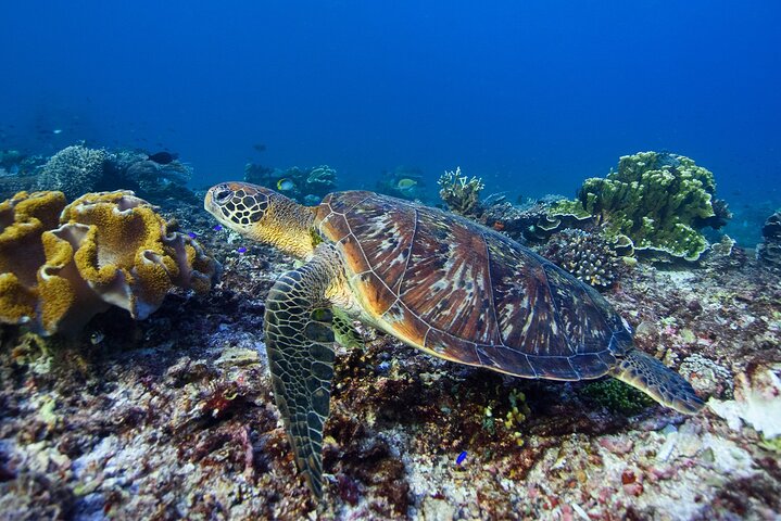 Nusa Penida day trip: boat, 4 snorkeling, Manta rays & Land tour