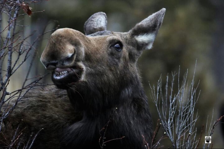 250th Celebration Yellowstone Open Air tour W/lunch and Souvenir