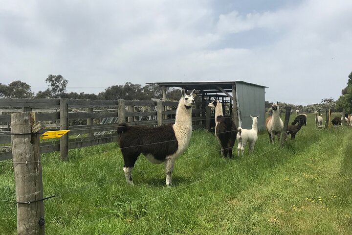 Ozzie wild life , kangaroos, koalas, dingo, devils , emu, crocs