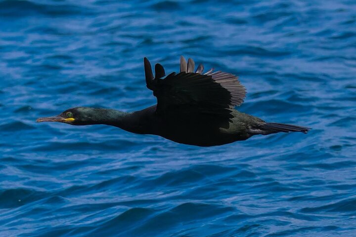 Dolphin Discovery Eco Tour