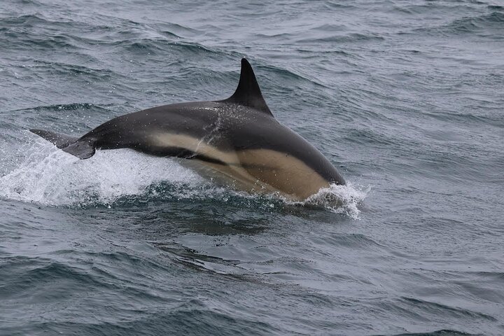 Dolphin Discovery Eco Tour