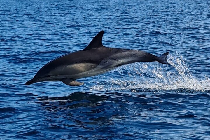 Dolphin Discovery Eco Tour