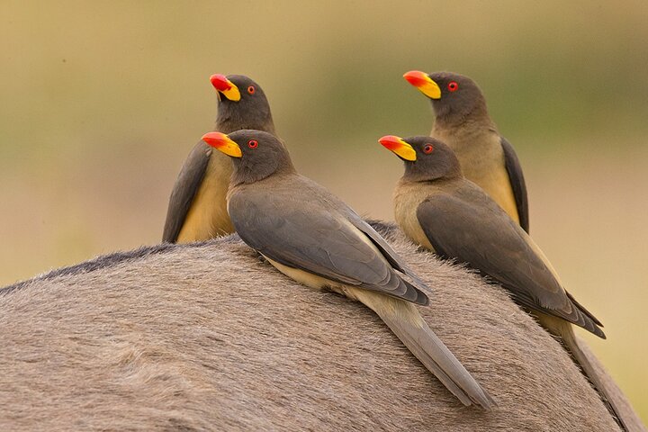 3 Day Garden Route Private Safari from Cape Town