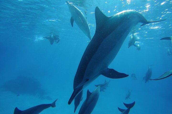 Dolphin House Sataya Reef Snorkeling Cruise from Marsa Alam