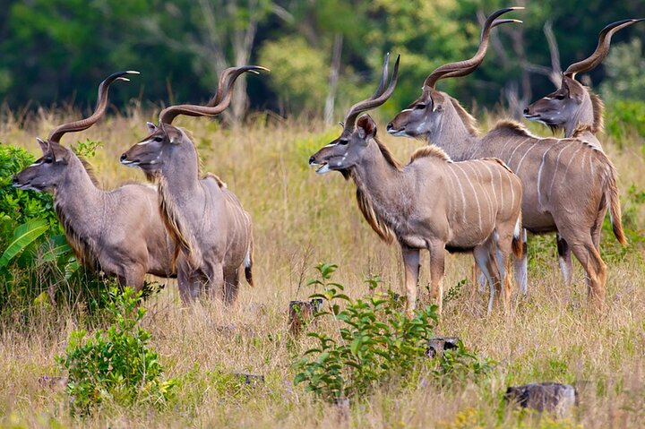 3 Day Garden Route Private Safari from Cape Town