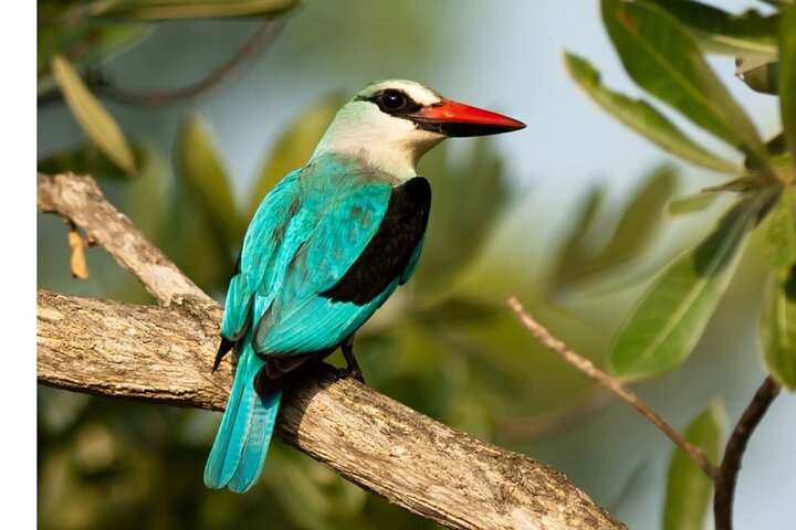 3 Day Garden Route Private Safari from Cape Town