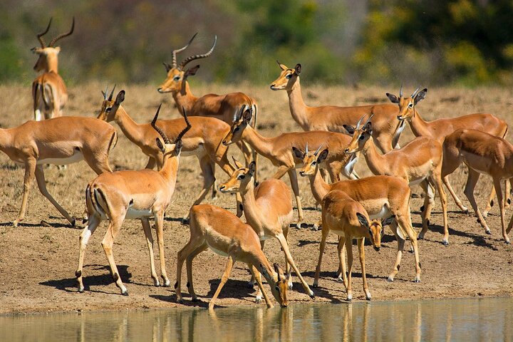 Tala Game Reserve and Natal Park Half Day Tour from Durban