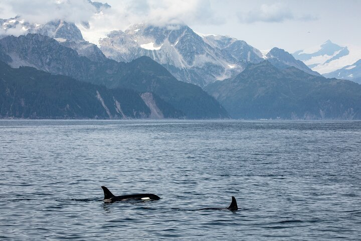 Kenai Fjords National Park Glacier & Wildlife Tour from Seward