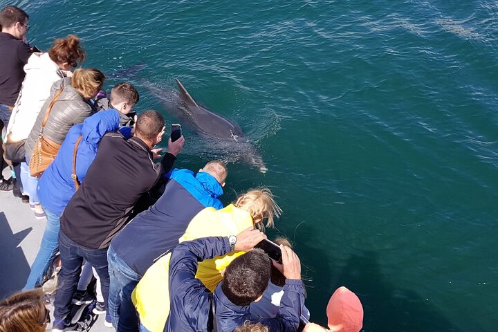 Dolphin Discovery Eco Tour