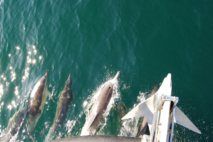 Dolphin Discovery Eco Tour