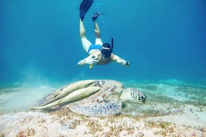 Marsa Mubarak Boat Trip with Turtles and Dugongs From Marsa Alam