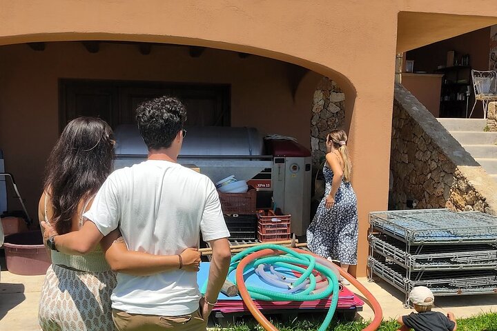 Kefalonia: Private Olive Oil, Honey & Wine Tasting Experience